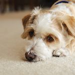 Get-Rid-Of-Fleas