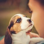 Puppy Potty Training Tips