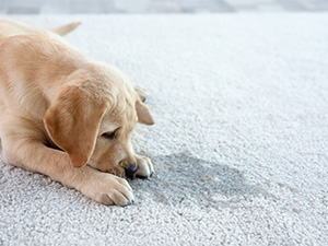 Dog pee stain on carpet best sale