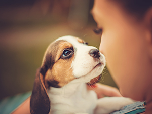 potty puppy training tips carpet owner