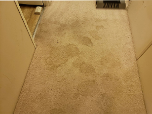 Visible pet urine damage on carpet, visible pet accidents on carpet