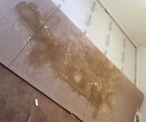 urine damage on carpet backing