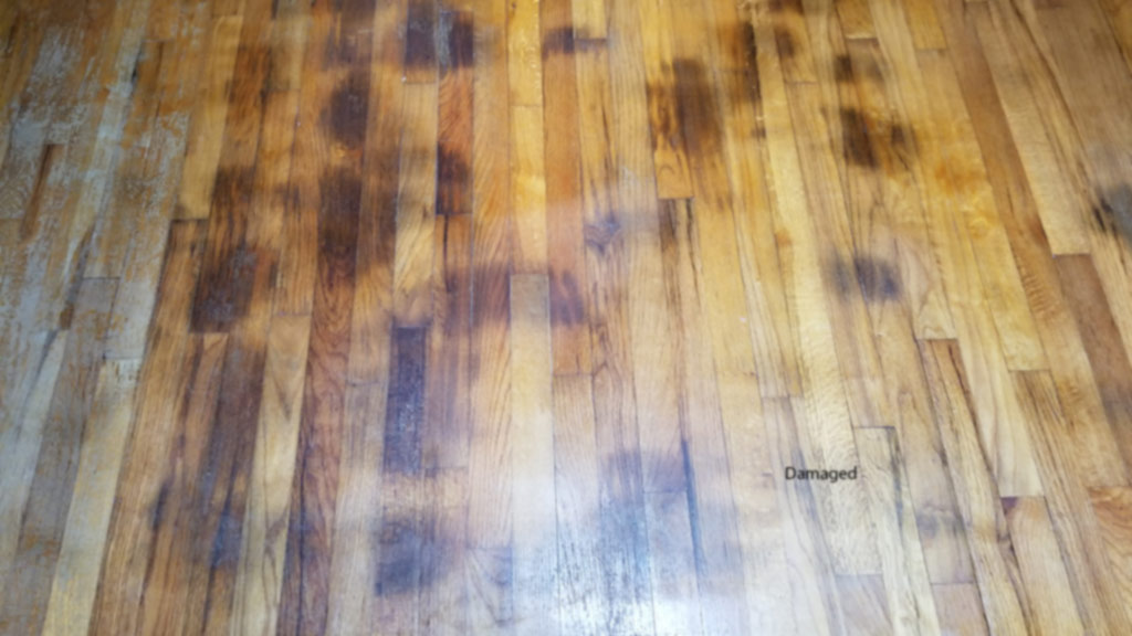 Pet Stained Hardwood Sparkle Surface Care