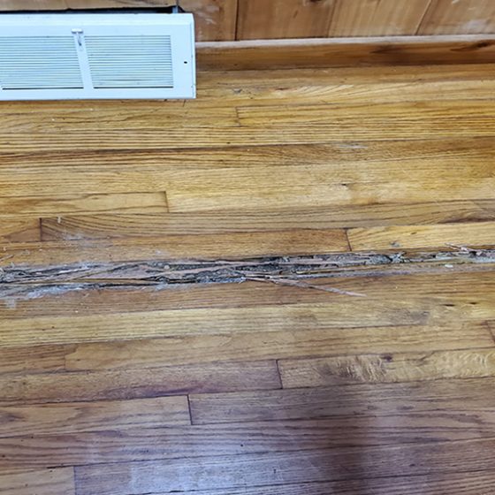 Termite damage done to a single board