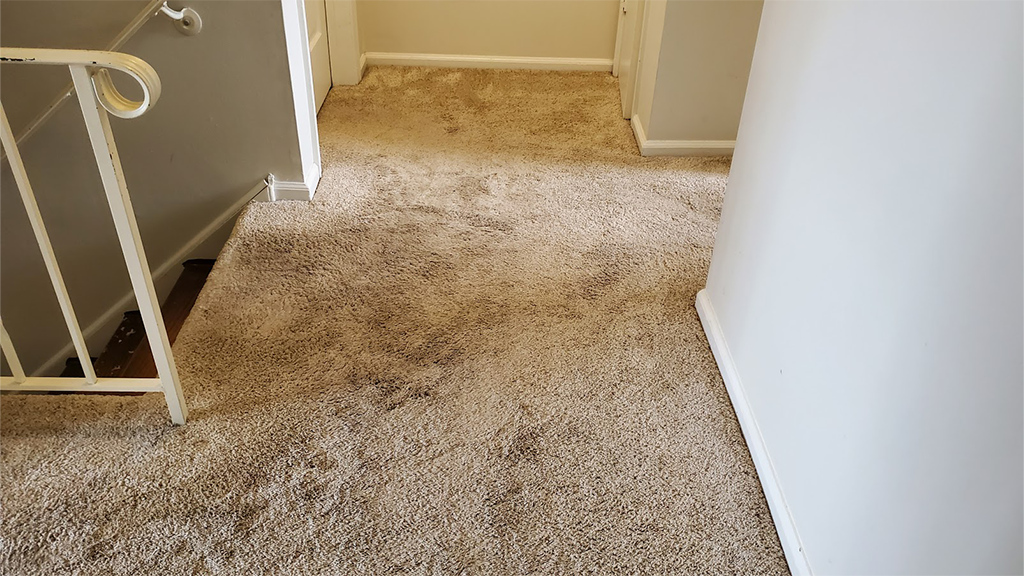 dirty carpet replaced with oak flooring