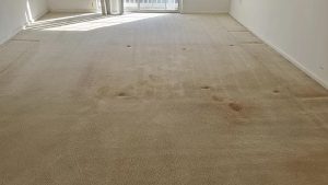 Carpet after cleaning