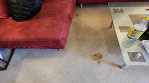 feces accidental spill on carpet before cleaning, human feces spill on carpet