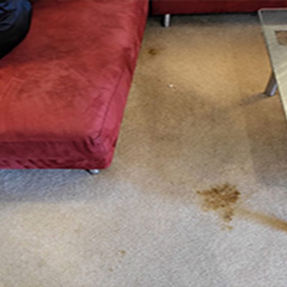 feces accidental spill on carpet before cleaning, human feces spill on carpet