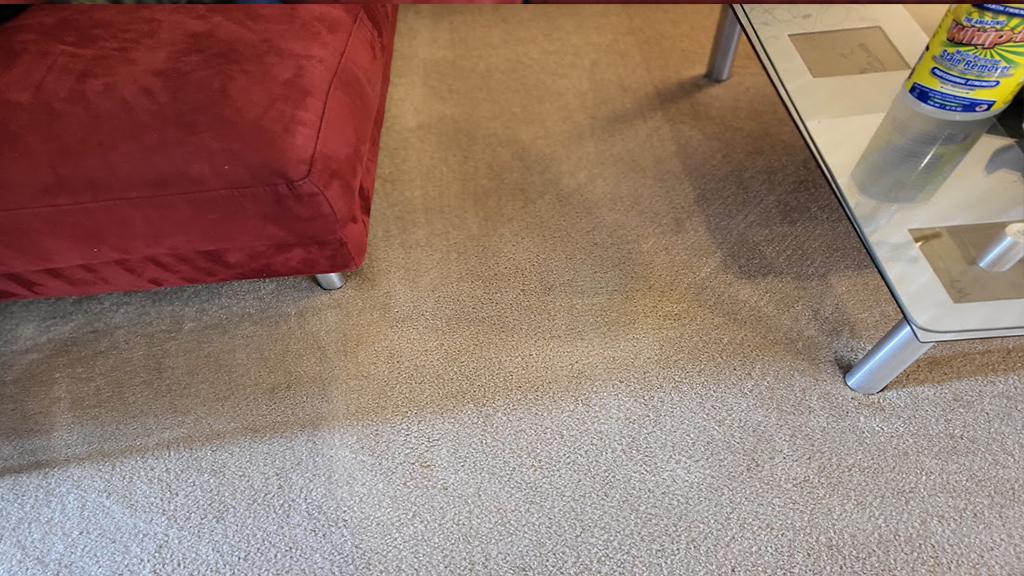 fecal accidental spill removed from carpet