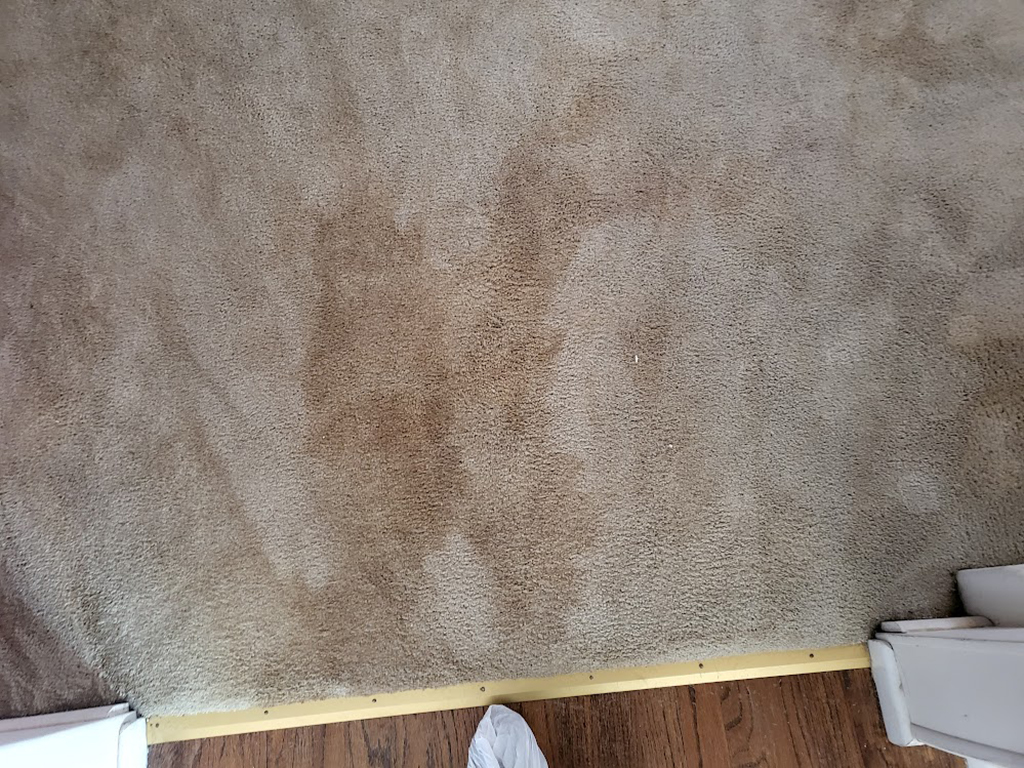 bad brown out from over wet carpet