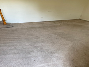 carmpus carpet after cleaning glassboro