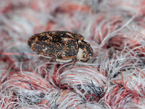 Carpet-Beetle-on-Carpet