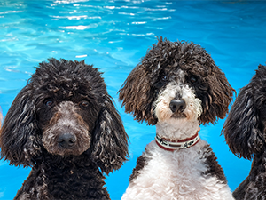 Parti Poodle Pool Party