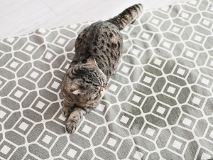 Carpet-Smells.png