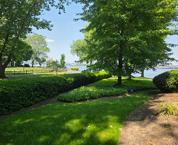 Lush park with trimmed hedges, a large tree, and a grassy lawn beside a body of water on a sunny day.